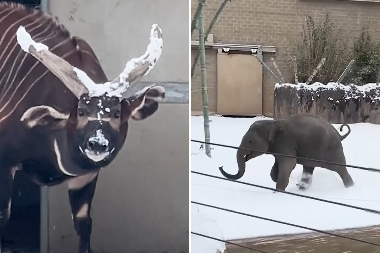 Watch Rare Moment Elephants, Lions and Other Zoo Animals Play in Texas Snow