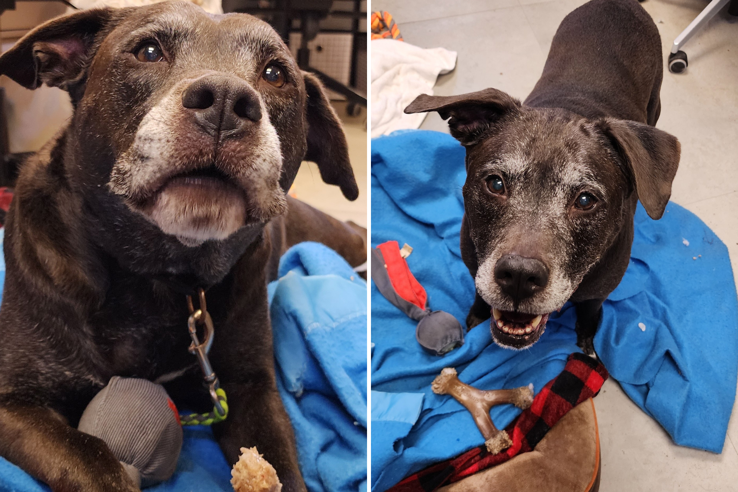 Senior Dog Back in Shelter After Owner Dies Waits at Door ‘Crying Softly’