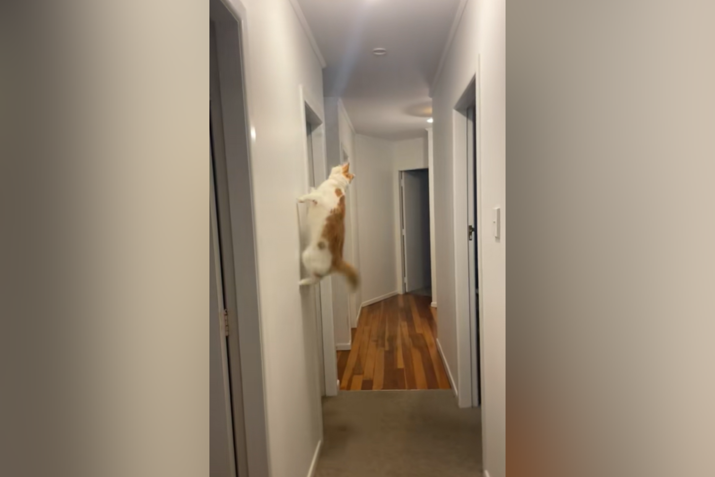 Cat’s incredible response to spotting a bug in the house seen by 5 million