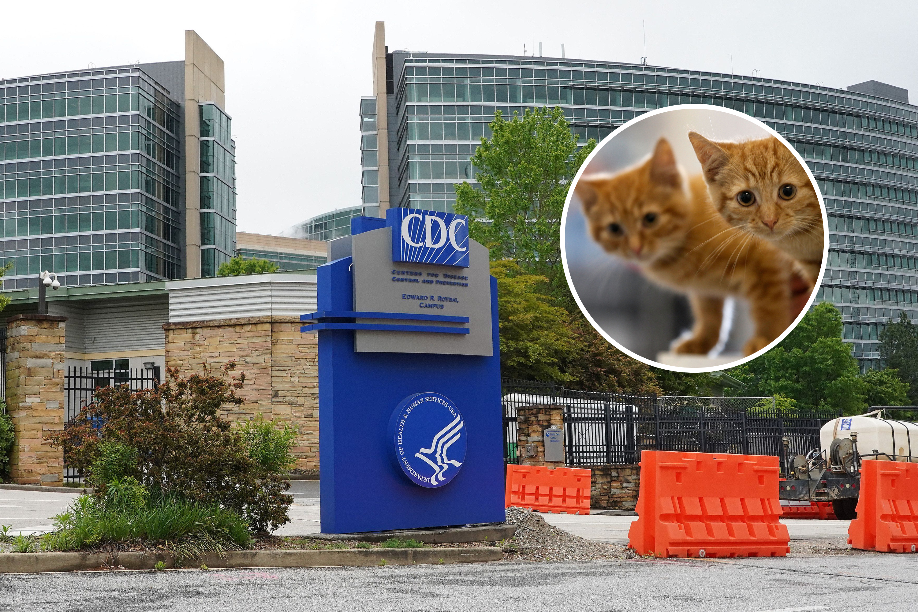 Indoor Cats Infected With Bird Flu From Dairy Farm Exposure: What We Know
