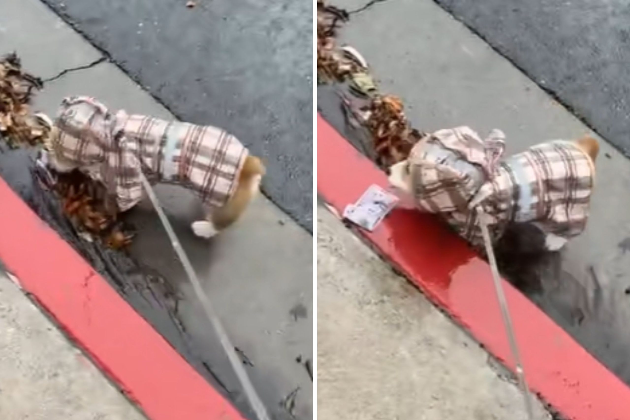 Man Tells Corgi ‘Leave It’ on Walk, That Changes When He Sees What He Found