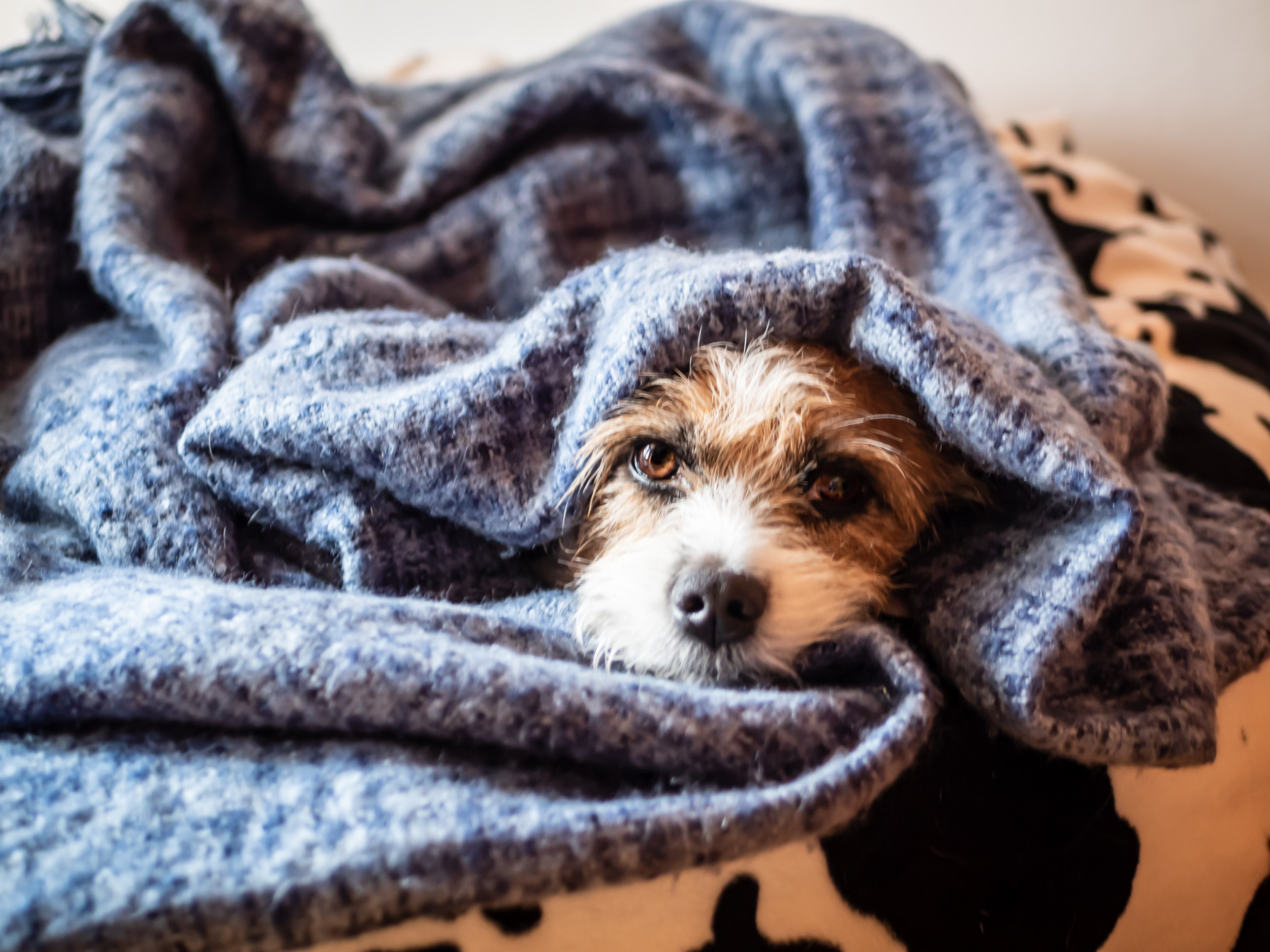 Dog Who Takes Himself to Bed Every Night Melts Hearts