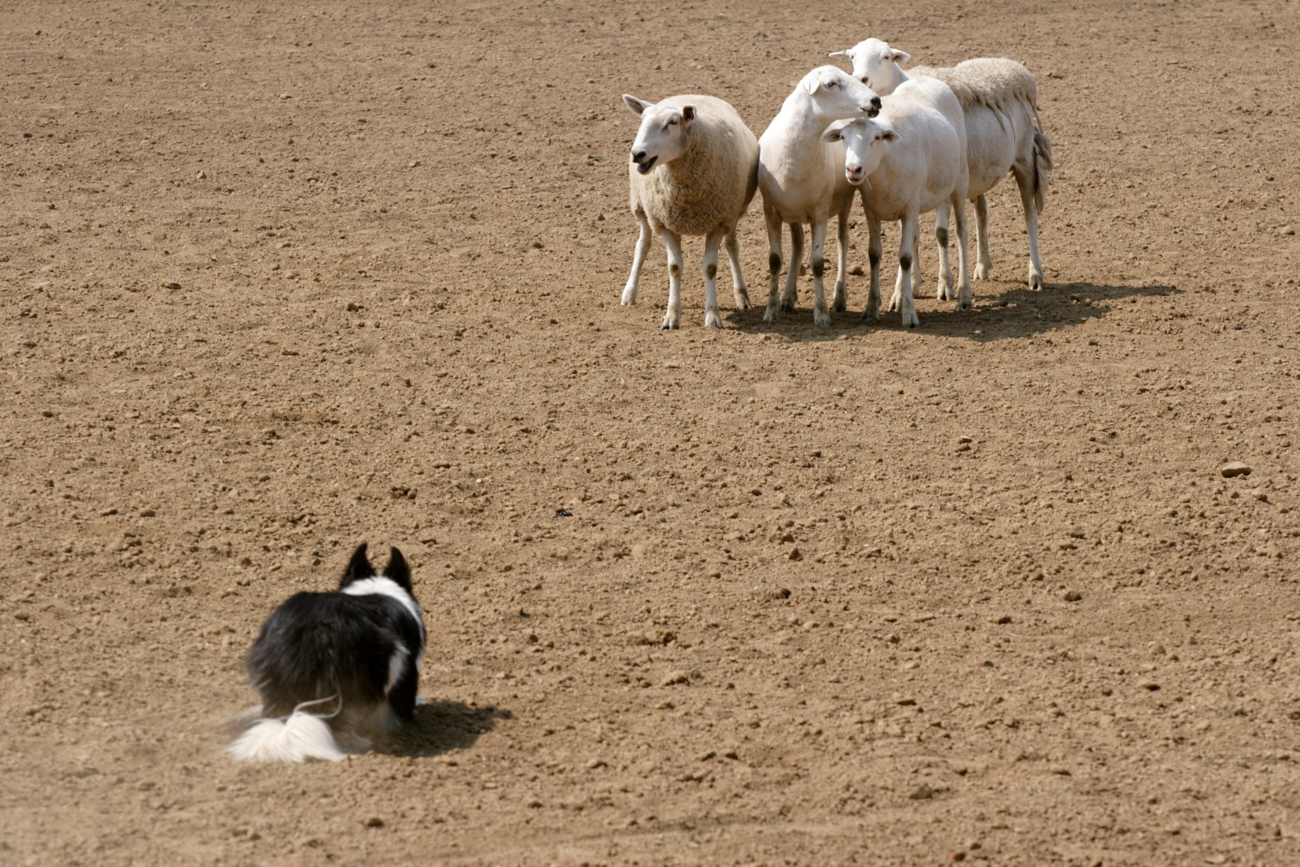 Tiny Sheepdog Puppies Herding Farm Animals Viewed by Over 4 Million