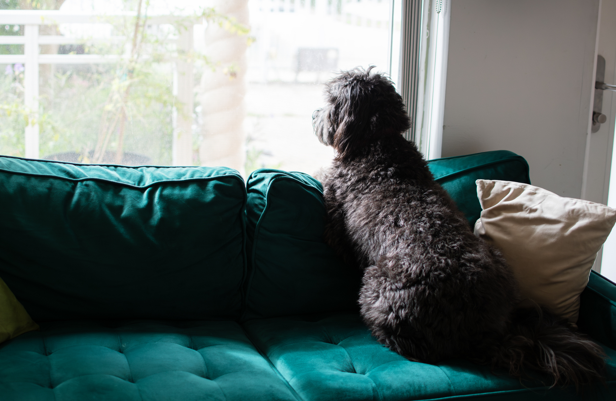 Laughter as Woman Gets Dog to Help With Anxiety—But It Doesn’t Go to Plan