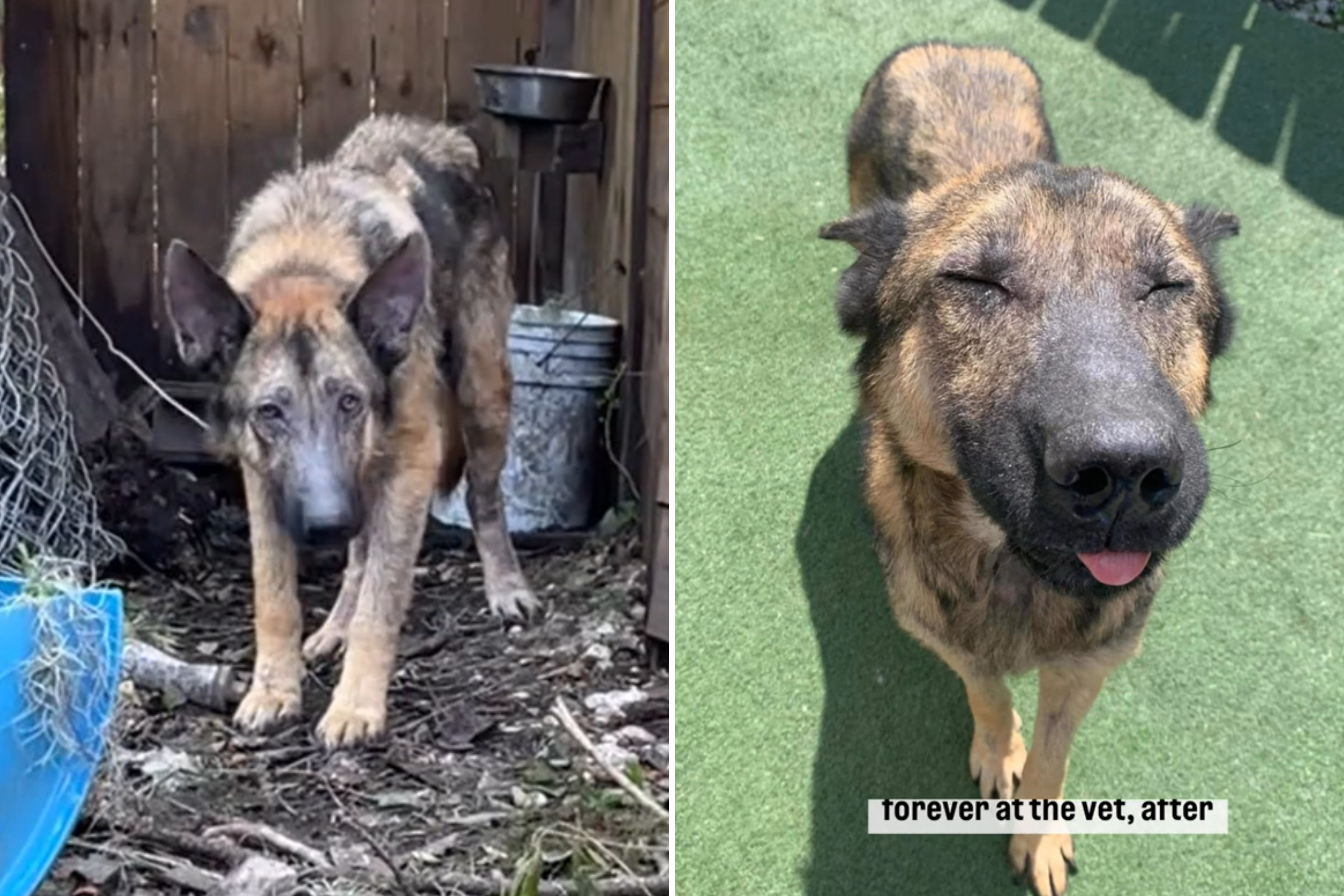 German Shepherd Tied to a Tree During Hurricane Finds Forever Home