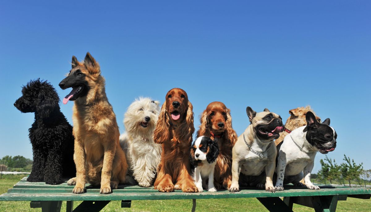 Specialized Dog Breeds Are Not So Special After All