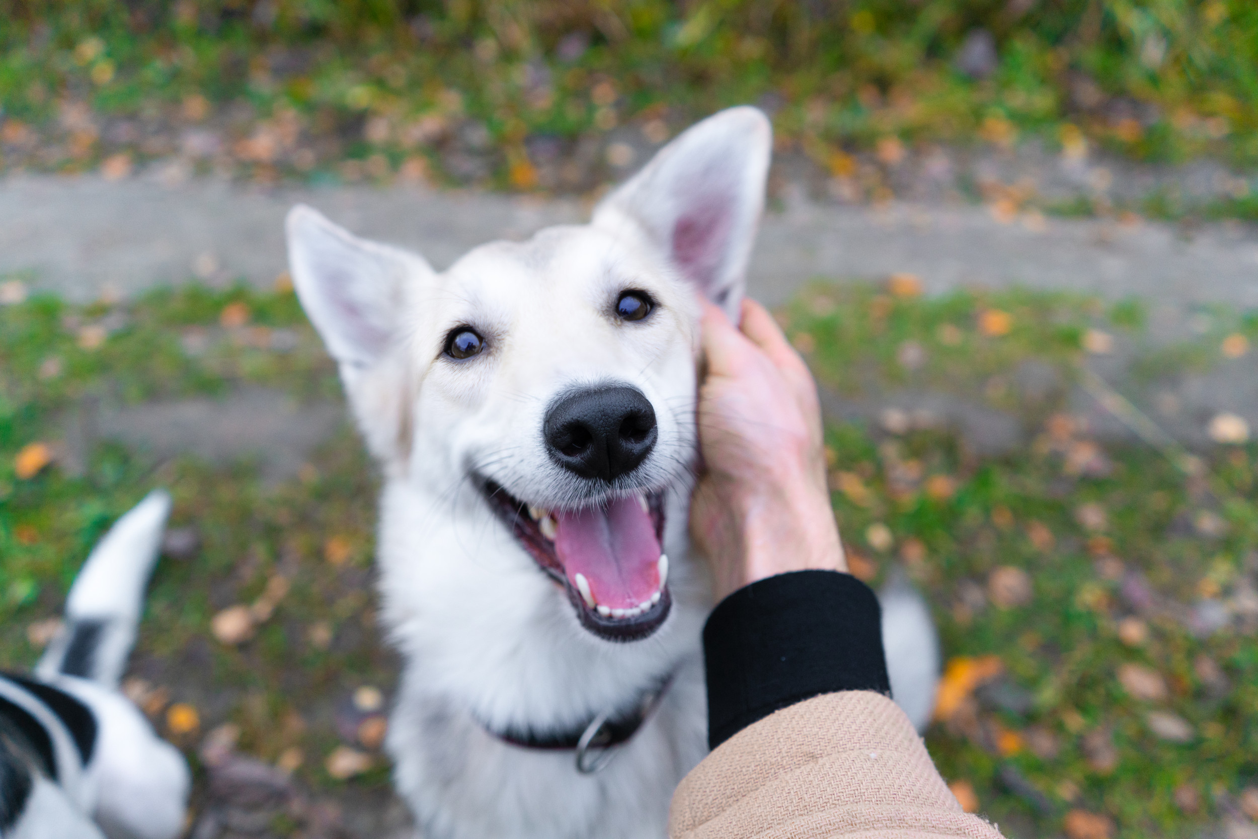 11 ‘Key’ Signs Your Dog Loves You, According to a Canine Behaviorist