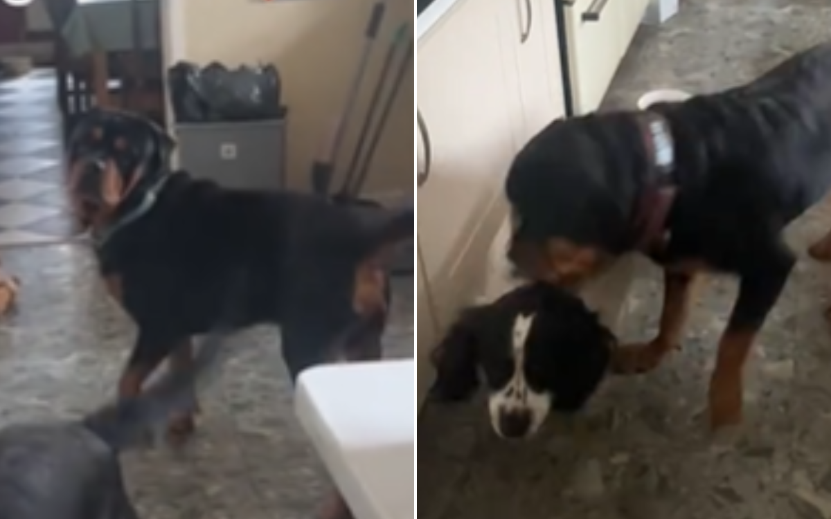 How Dog Lets 12-Year-Old Sibling Who Can Barely Hear Know When Mom’s Home