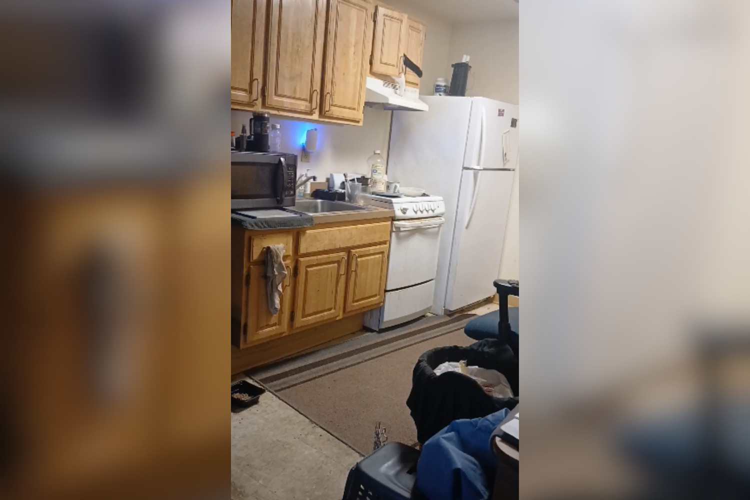 Cat Who Likes Unusual Hiding Spaces Wins Pet of the Week