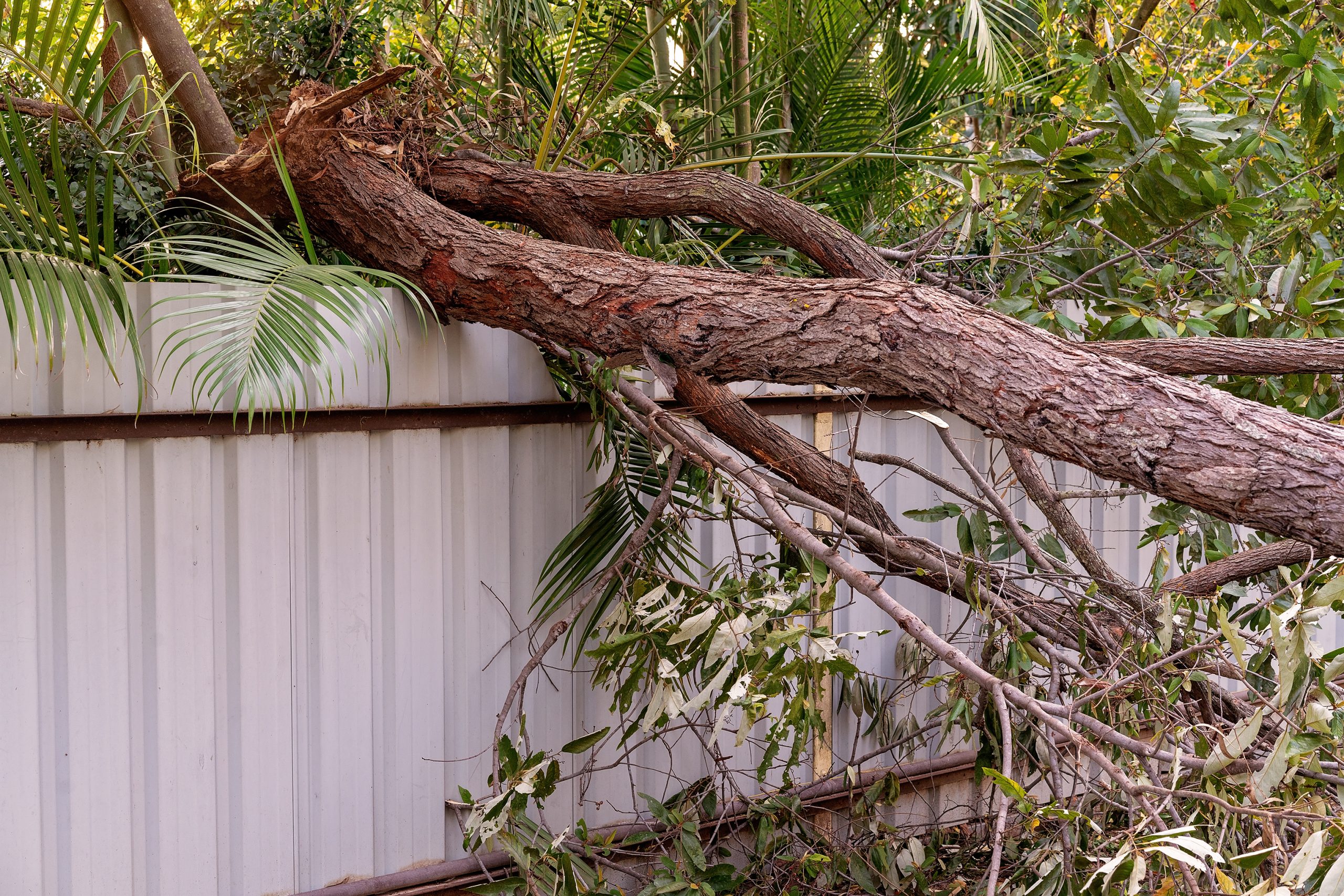Terrifying Moment Tree Crashes on Home Deck Caught On Security Camera