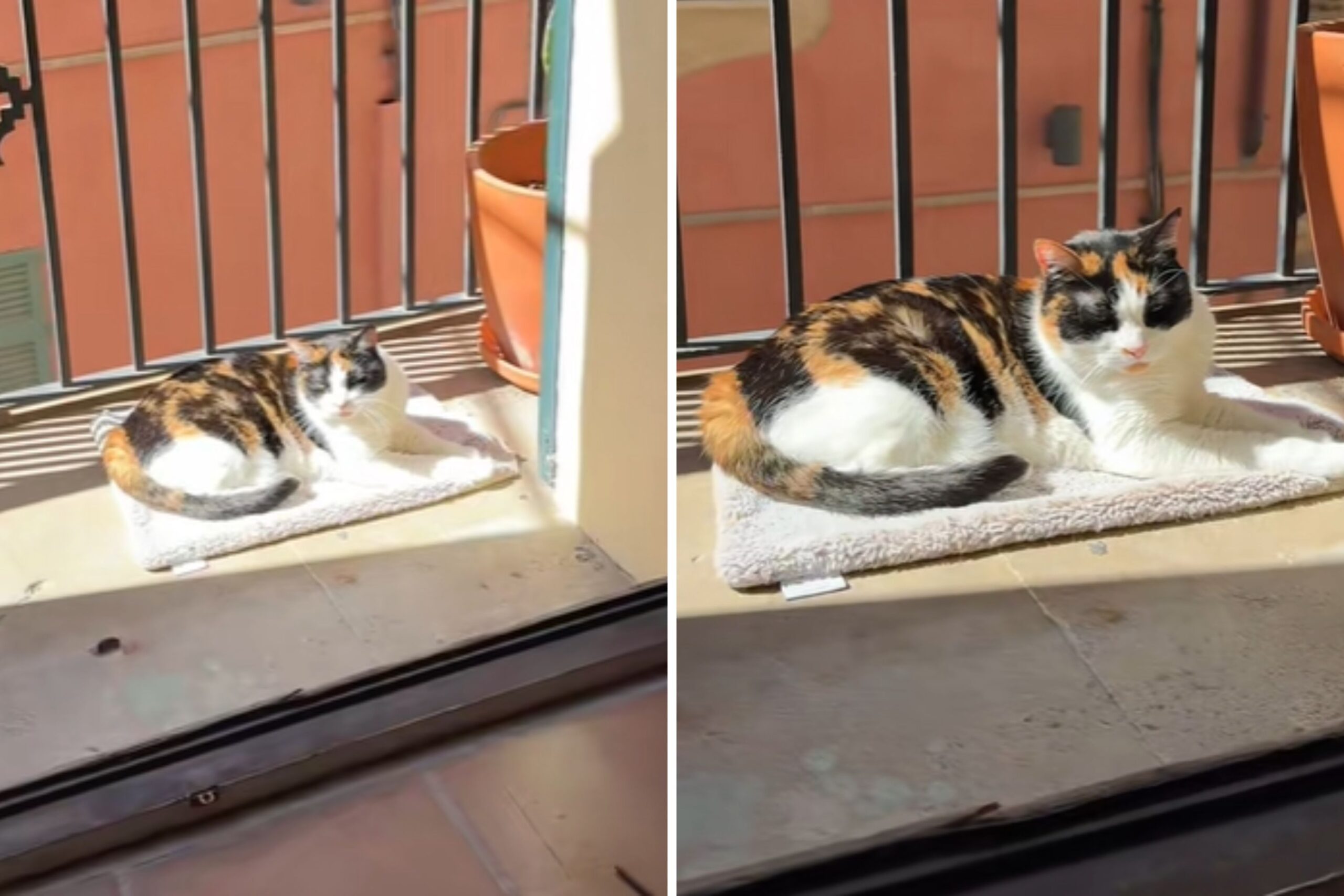 Owner Shares Sweetest Reason Cat Only Sleeps on ‘Small Piece’ of Blanket