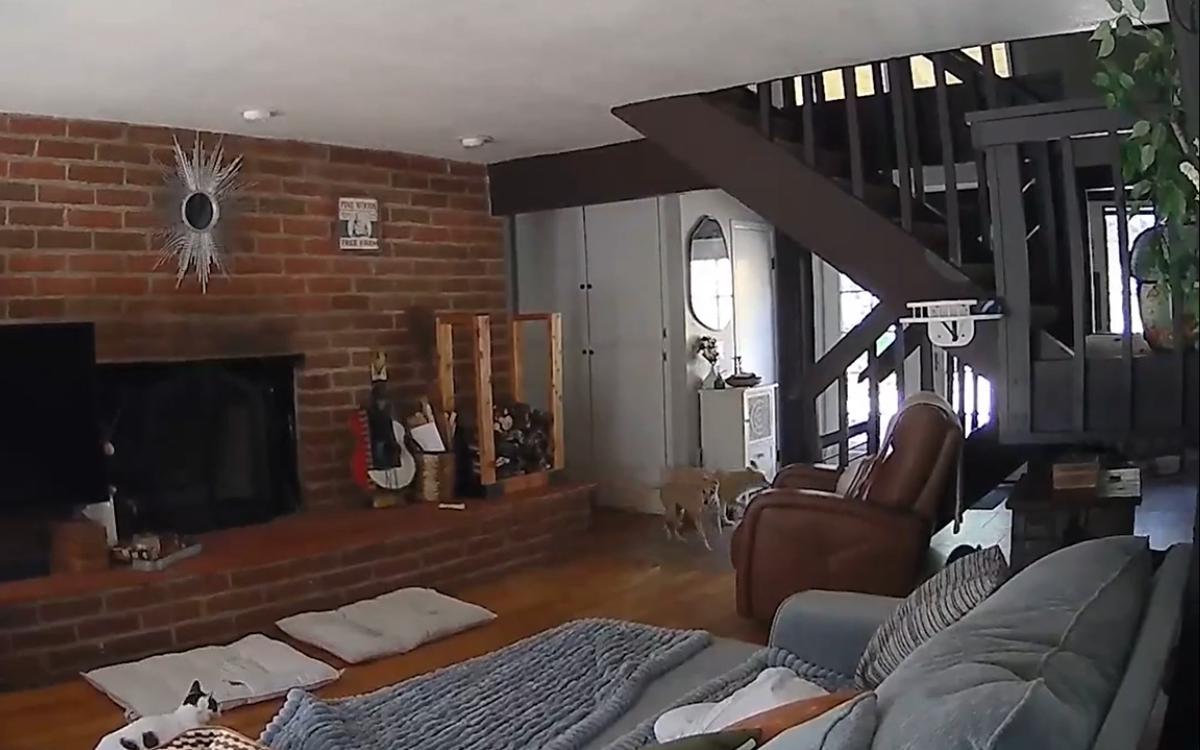 Family of 4 Cats and 4 Dogs Are Home During Quake—Pet Cam Captures It All