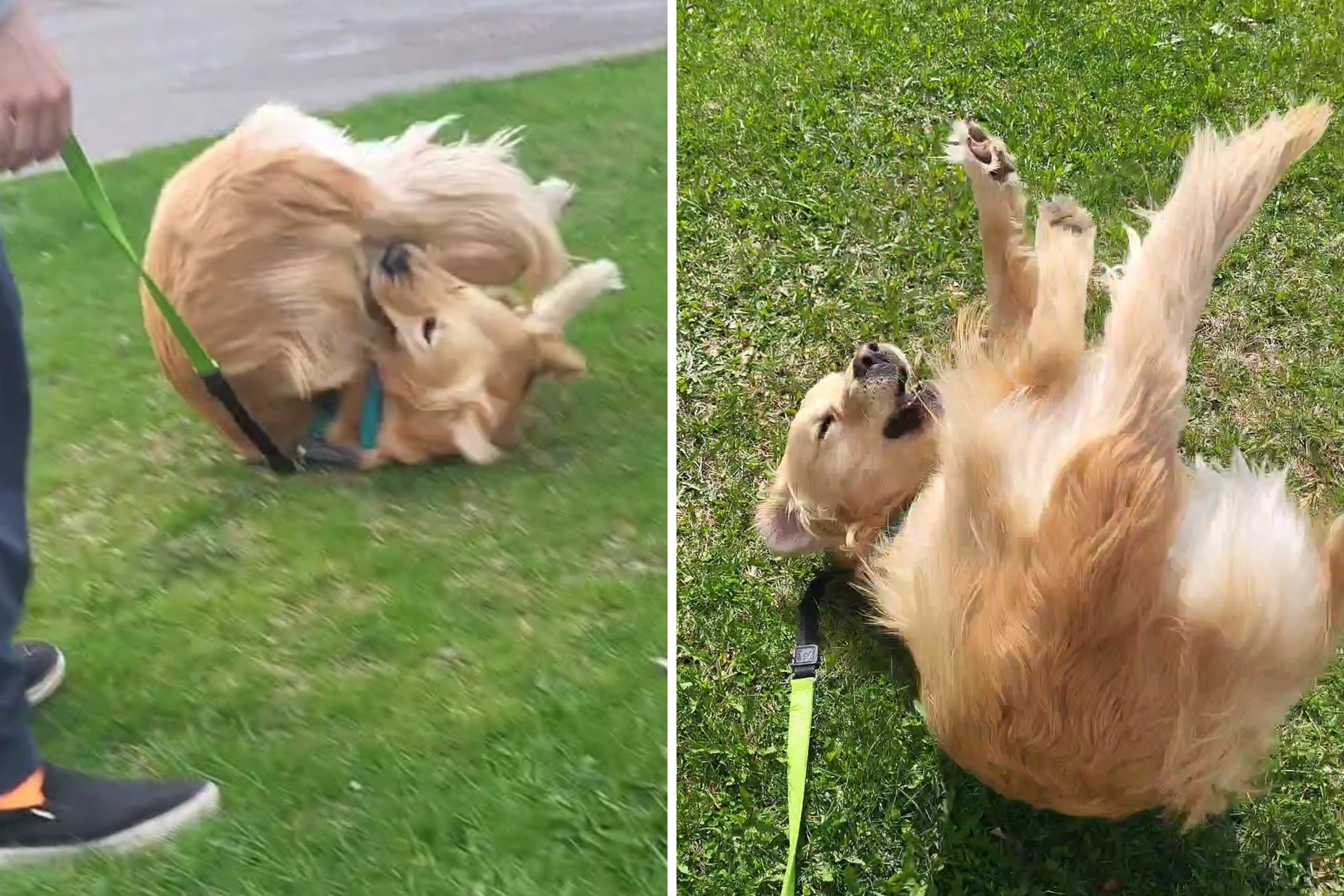 Golden Retriever’s Adorable Trick Goes Viral—but There’s a Twist