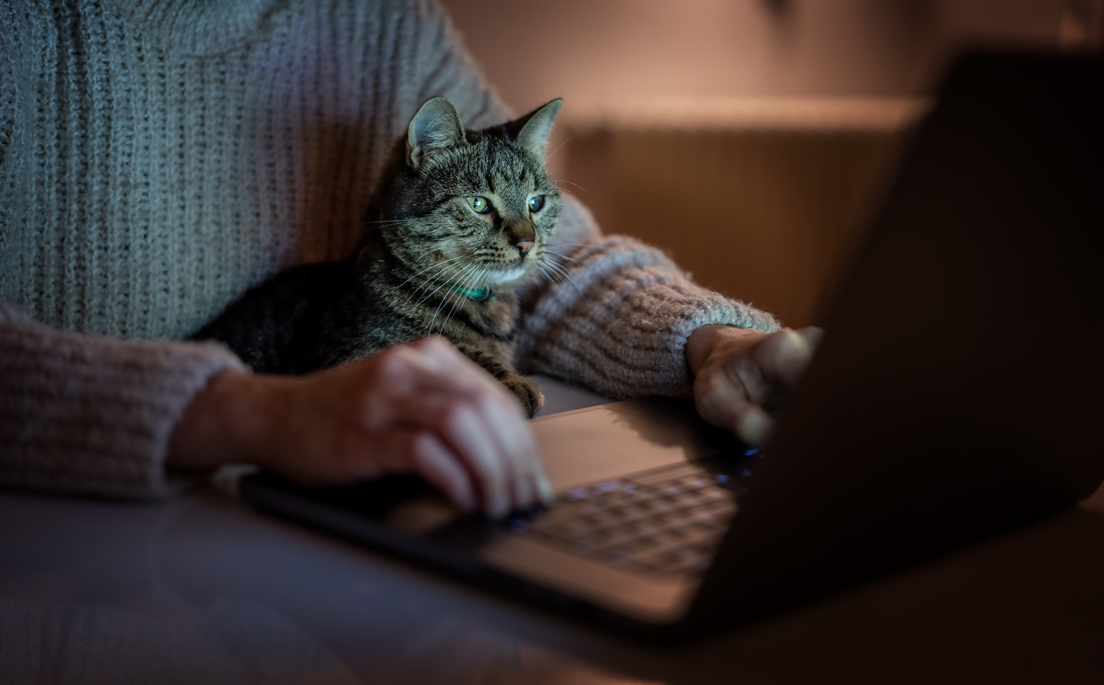 Senior Cat’s Reaction When Owner Wakes Up at 4am to Exam Cram Goes Viral