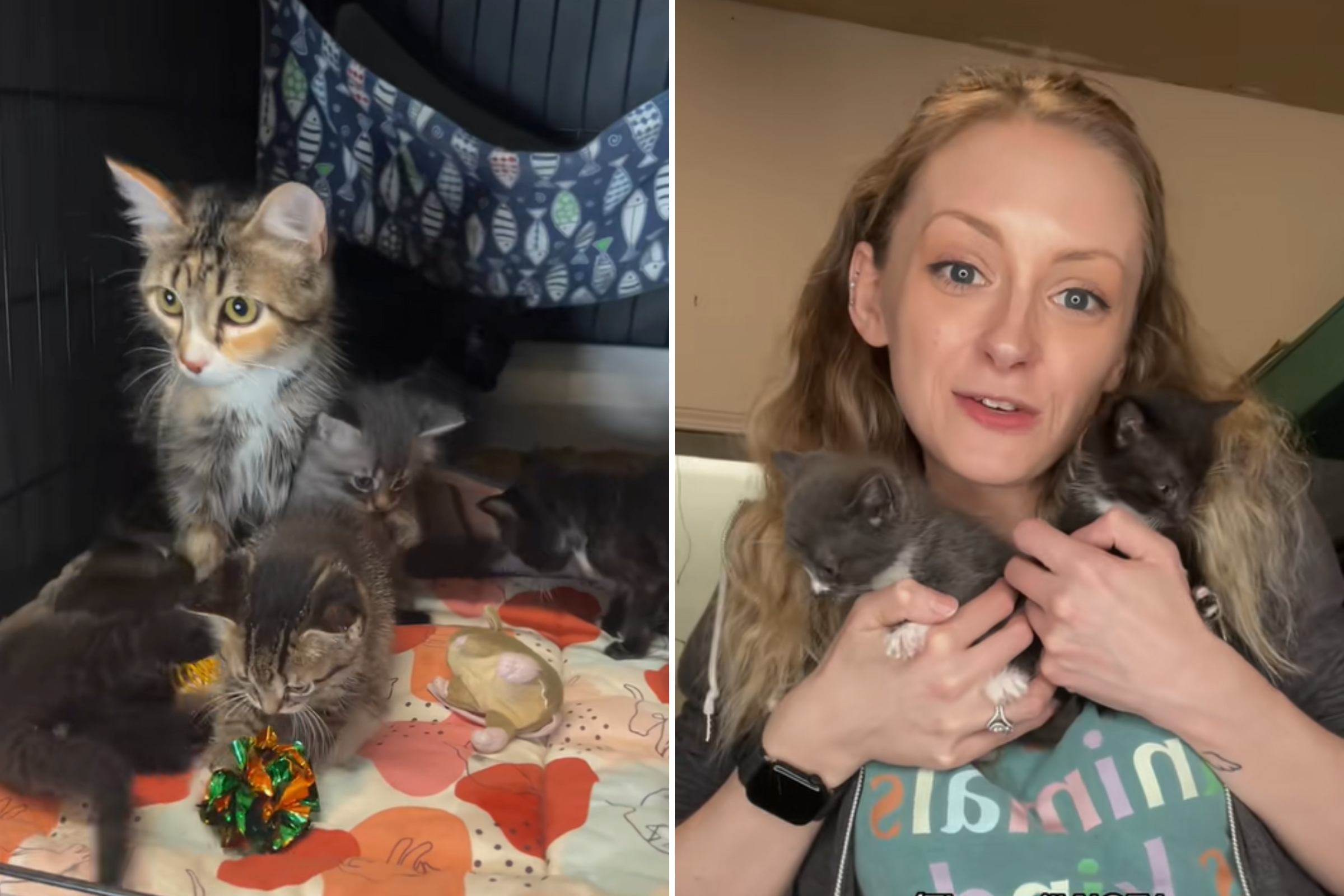 Cat and Her Six Kittens Dumped in Separate Cages Without Food or Water