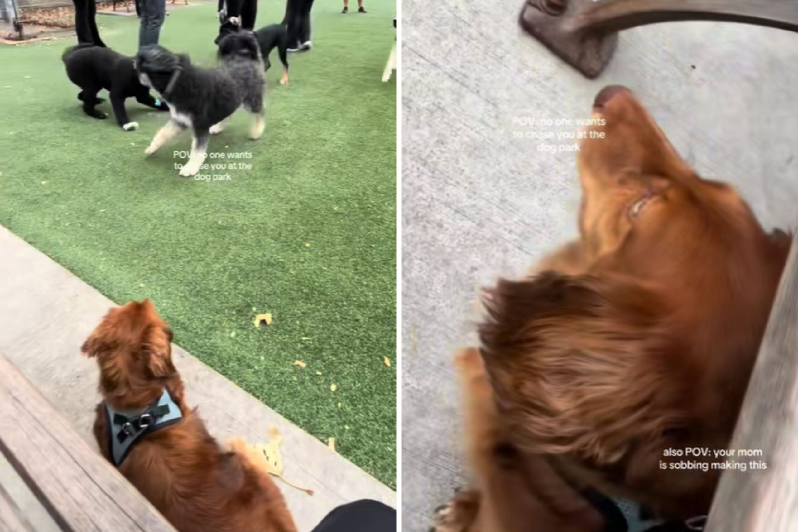 Hearts Break As Mini Dachshund Realizes Dogs Won’t Play With Him at Park