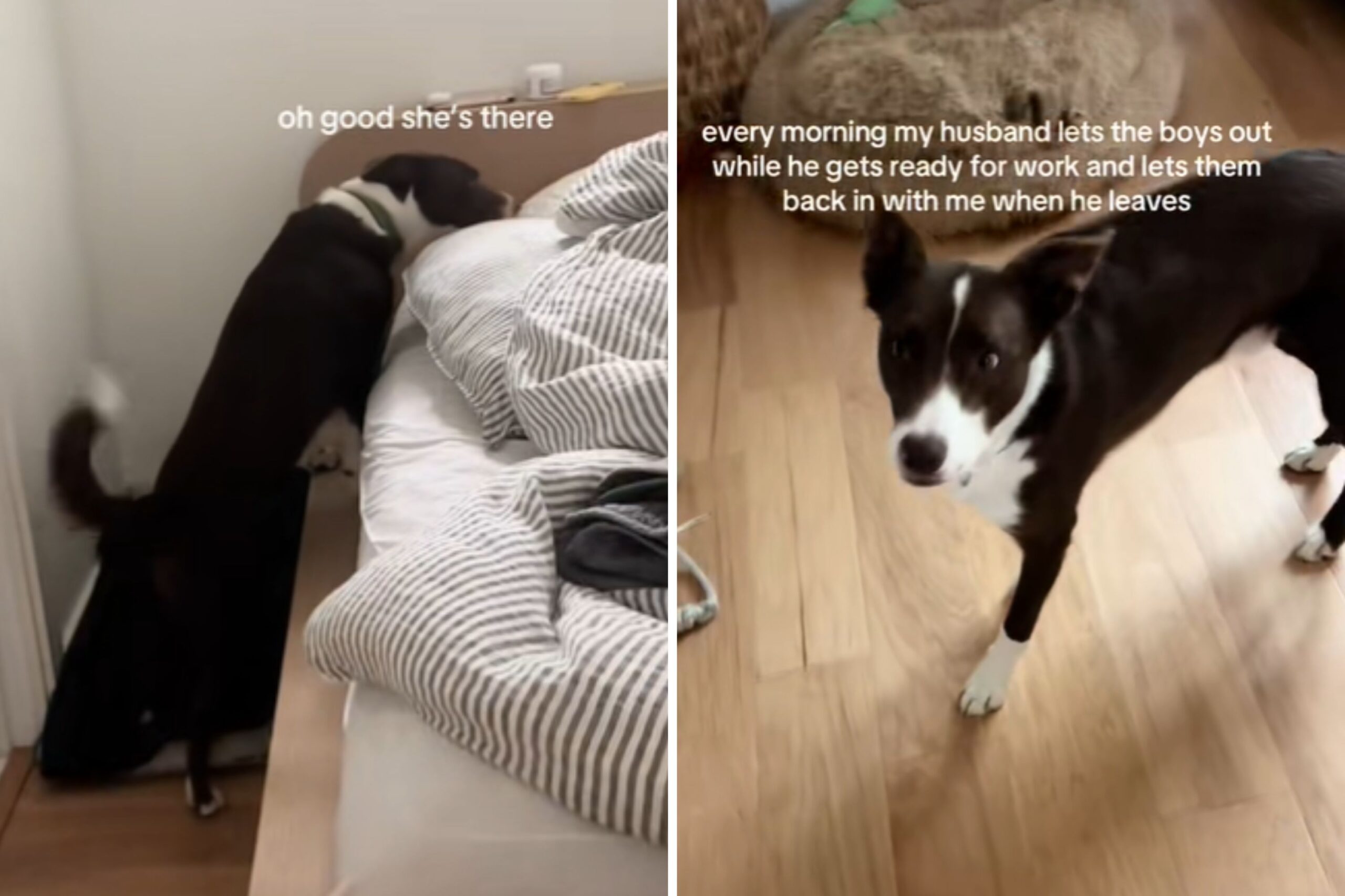 Woman Doesn’t Believe What Dog Does Every Morning—So Husband Starts Filming