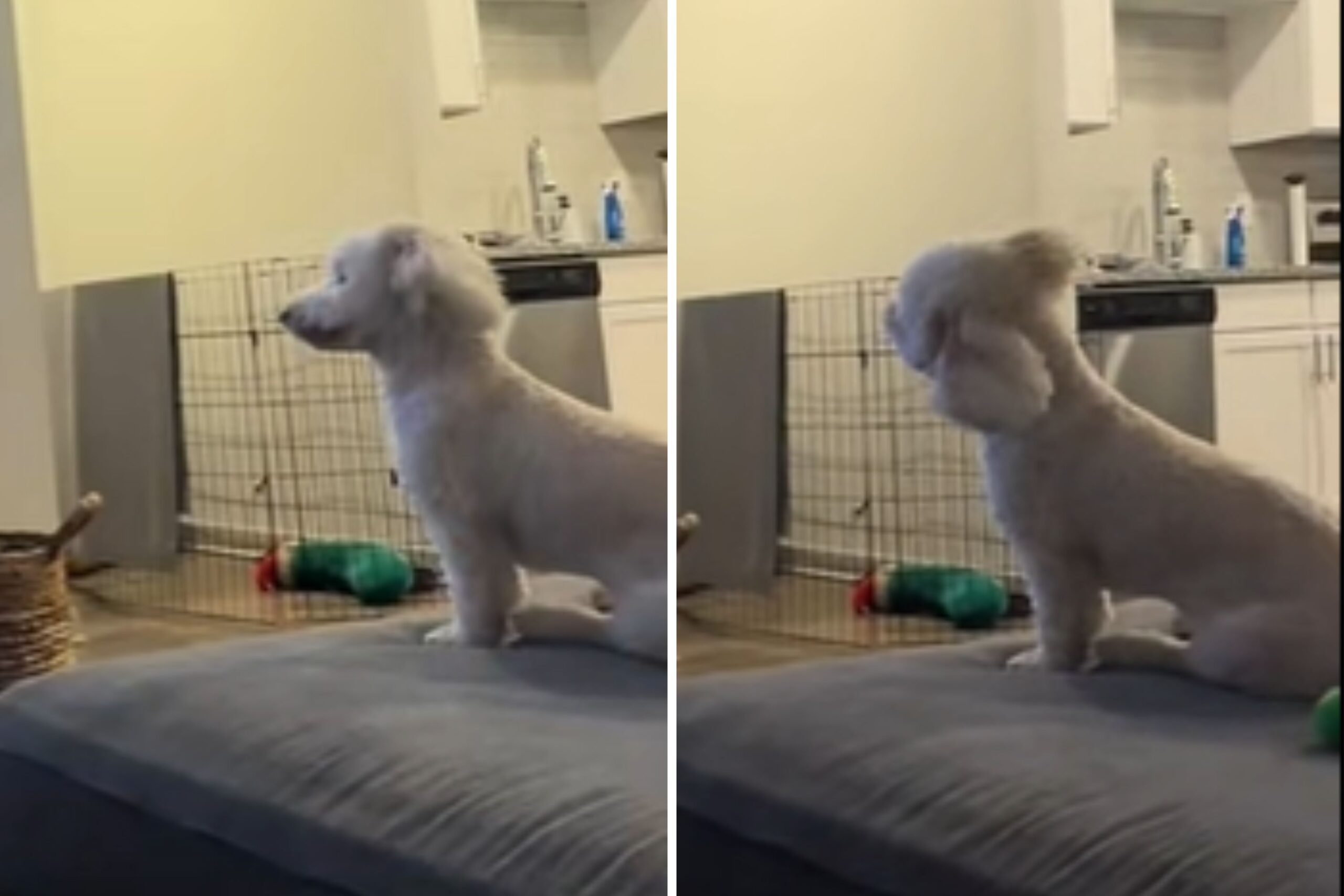 Moment Dog Recognizes Owner on TV Melts Hearts: ‘So Many Head Tilts’