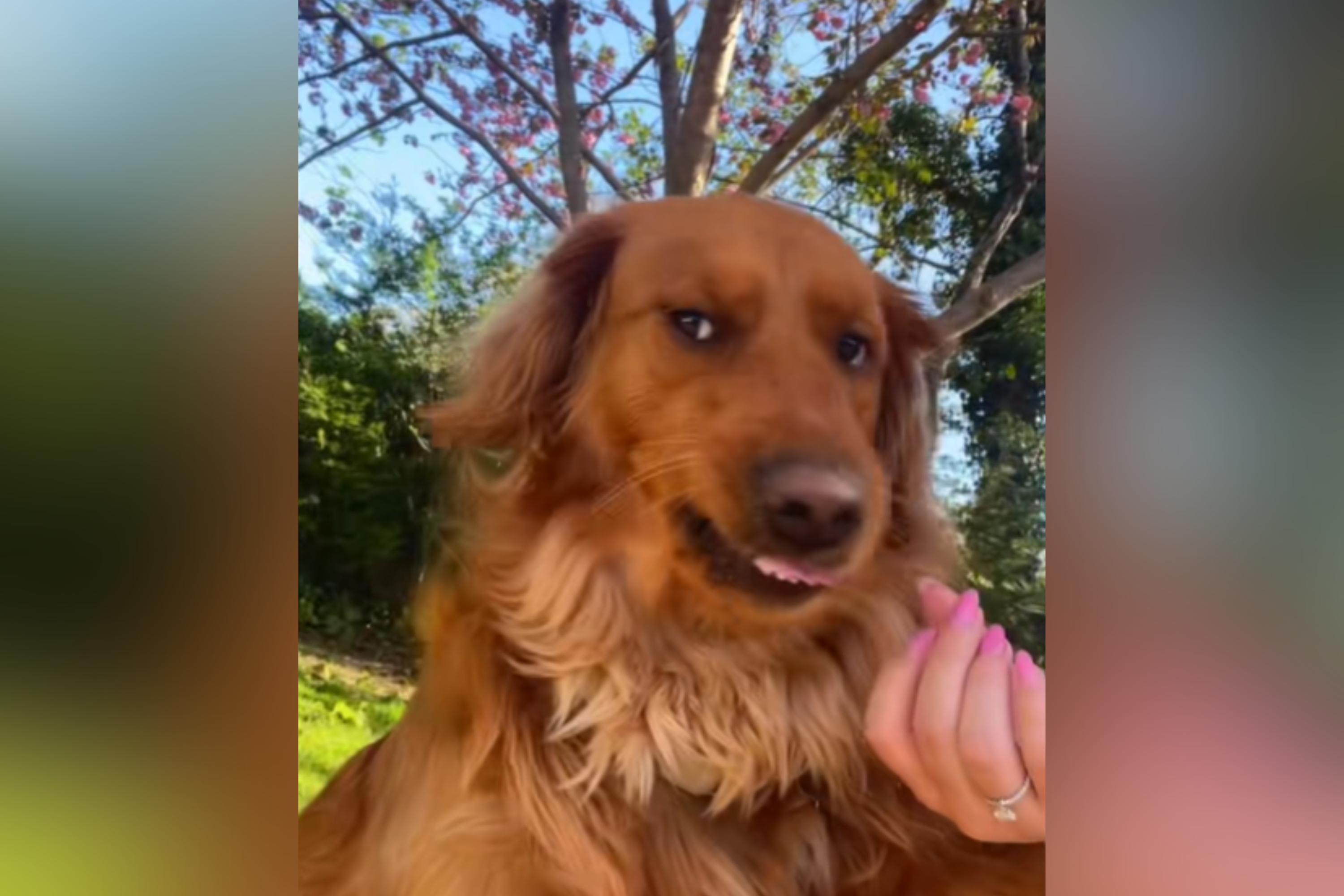Moment Owner’s Attempt at Sweet Moment With Dog Hilariously Backfires