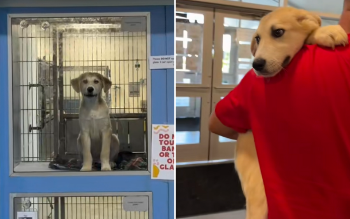Couple Go to Shelter Looking for a Chihuahua—Realize ‘Dog Picks the Family’