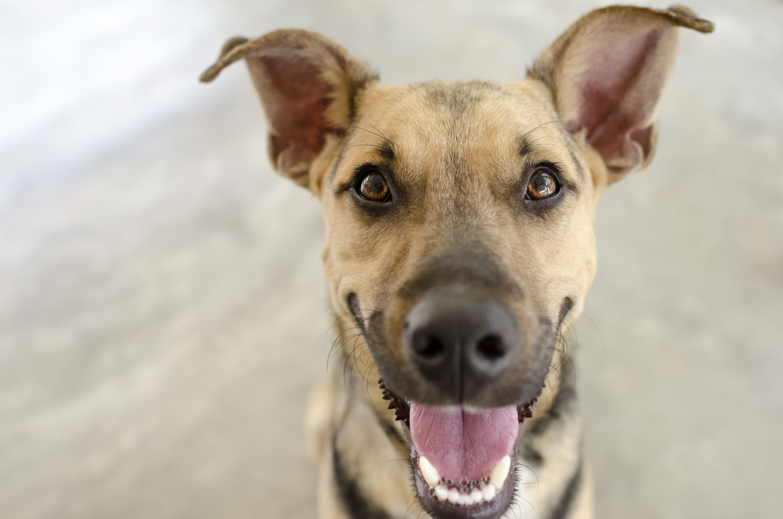 Vet Shares 7 Signs Your Dog Is Happy: ‘They Smile’ 