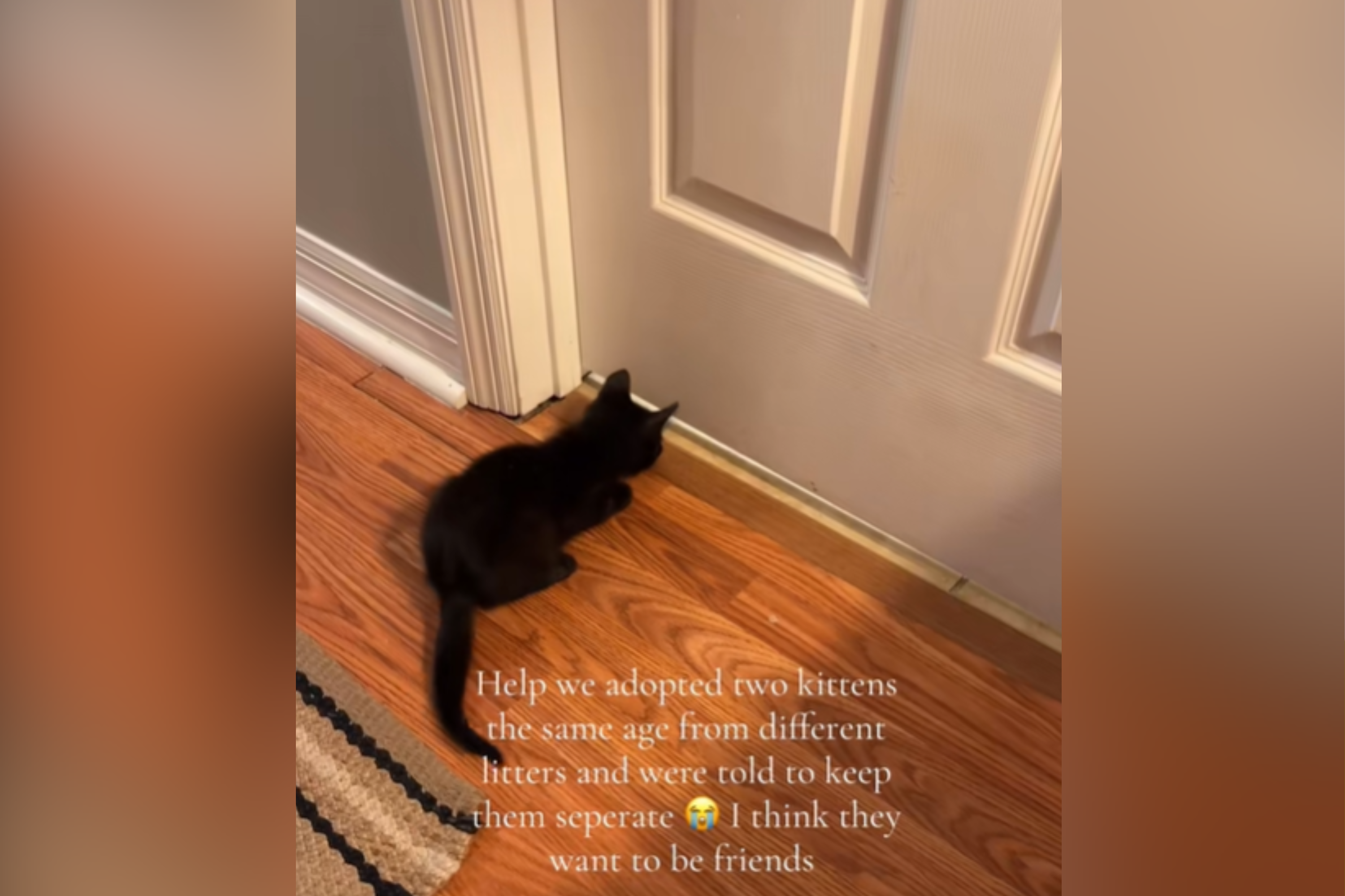 Hearts Melt As Owner Told To Keep Kittens Apart, but They Have Other Plans
