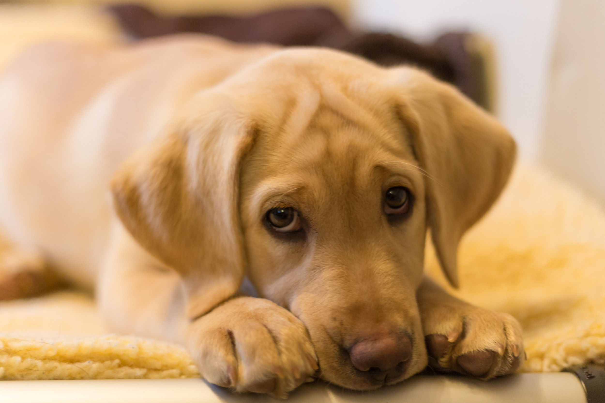 Labrador Steals a Chili—His ‘Furious’ Reaction is Everything