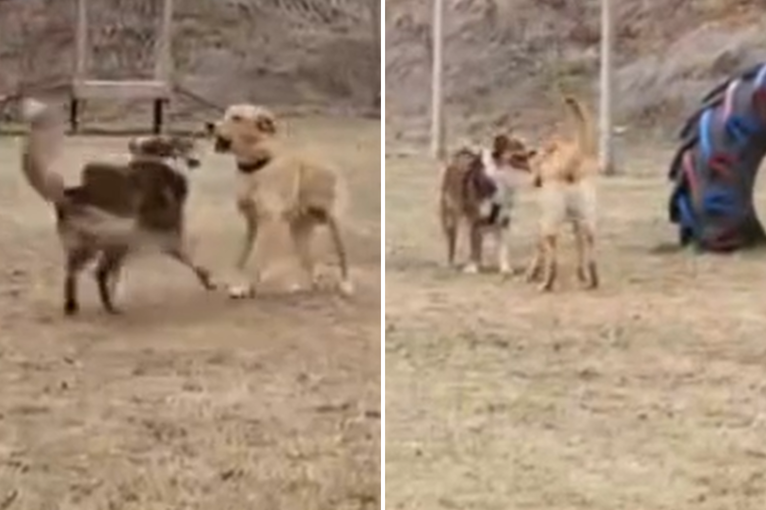 Border Collie Playing With Friends at Daycare Wins Pet of the Week
