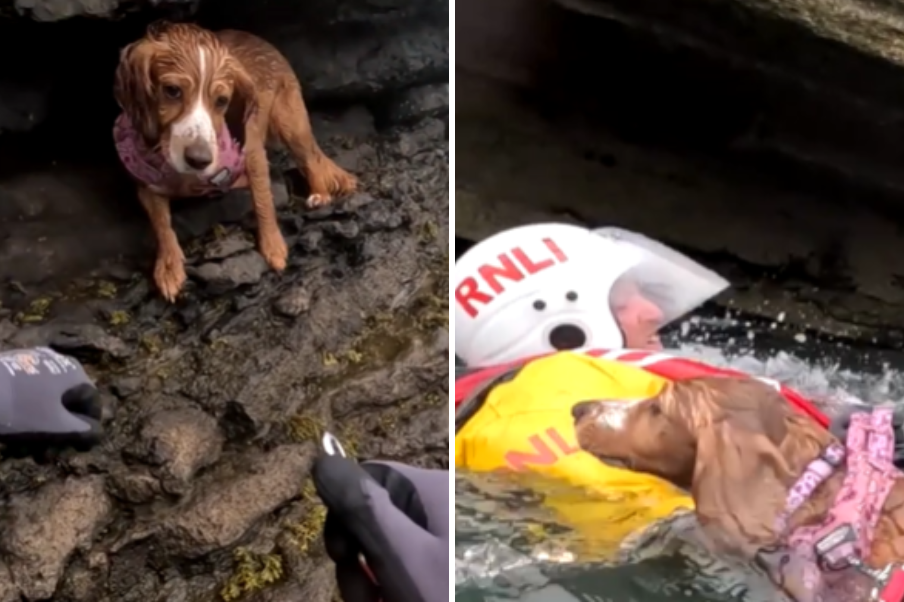 Stunning Moment Rescue Crew Save Dog Stuck on Cliff Edge: ‘Terrified’