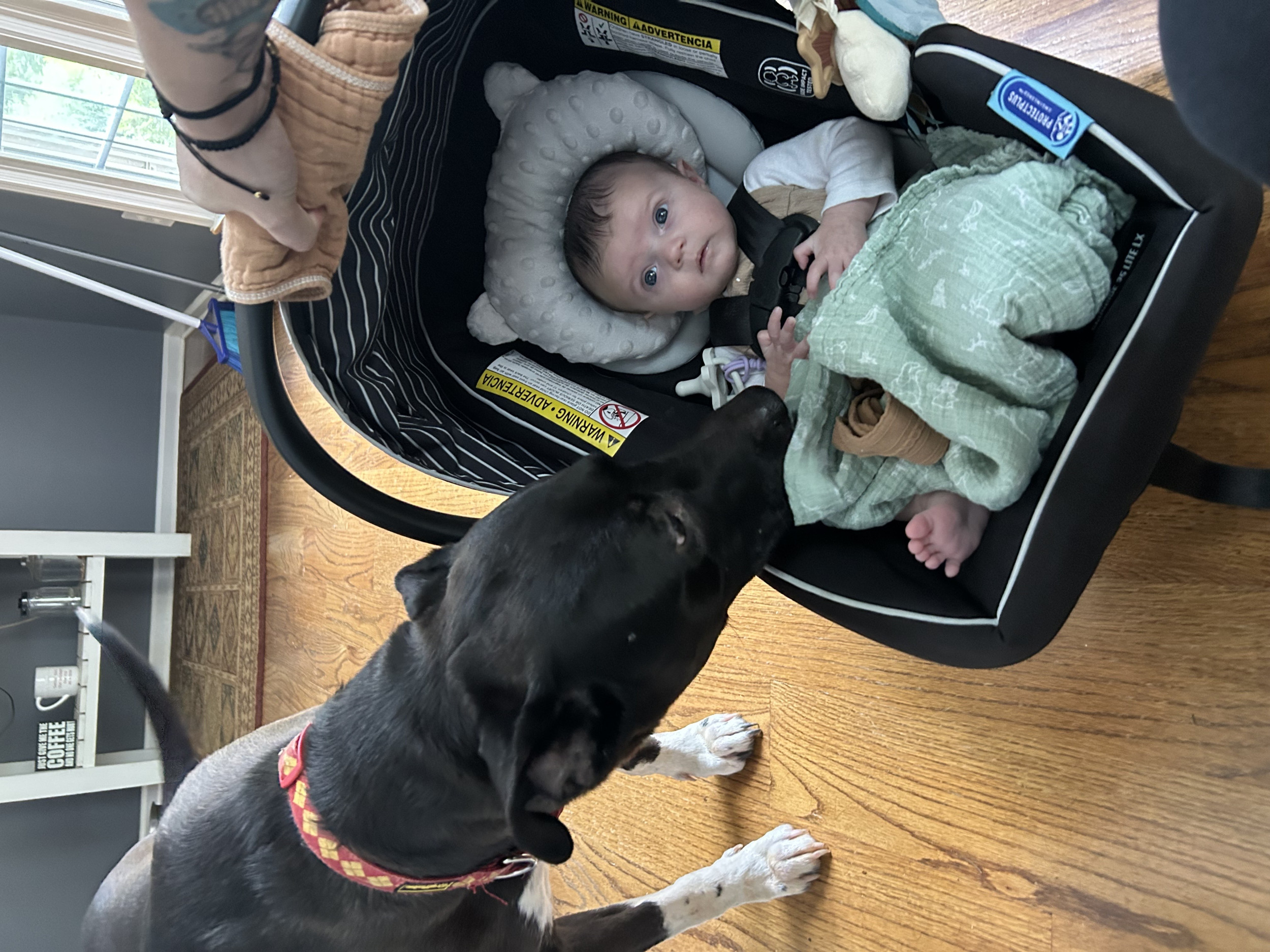 Tears as Dog Reacting to Owner After She Gives Birth Watched by 5 Million