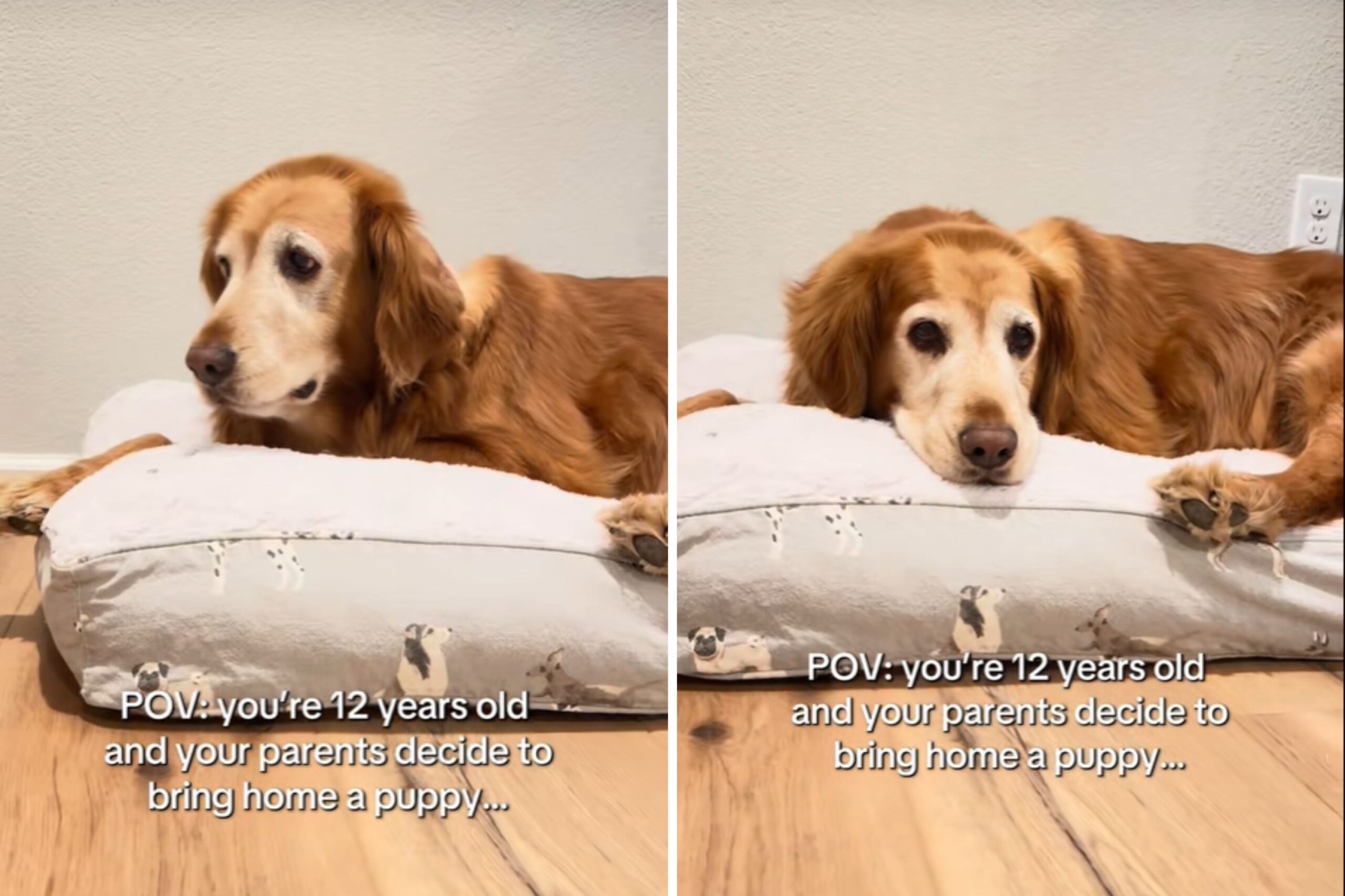Family Get Golden Retriever Puppy—Hearts Melt at 12-Year-Old Dog’s Reaction
