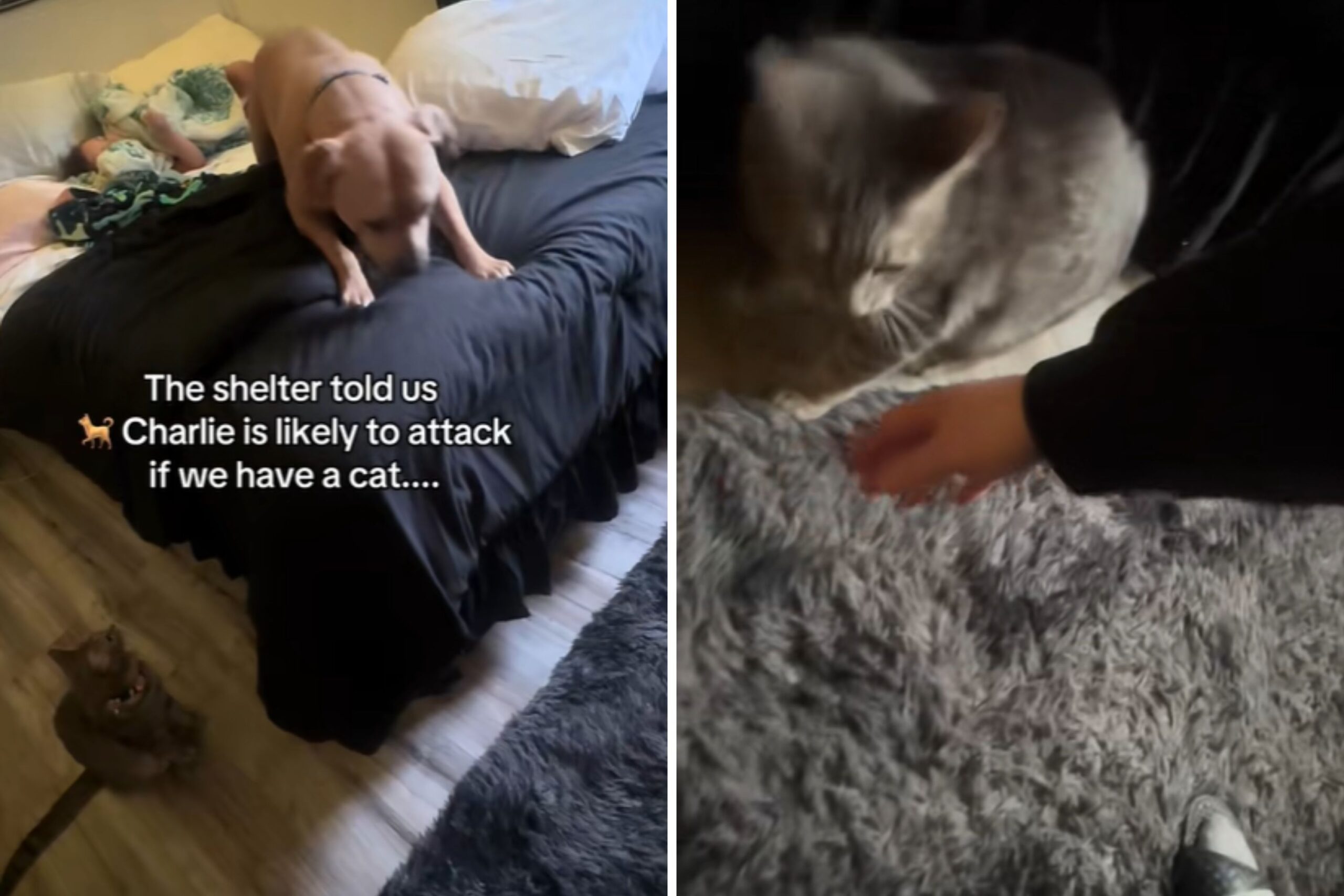 Shelter Warns Rescue Dog ‘Likely To Attack’ Cat—Then the Fight Happens