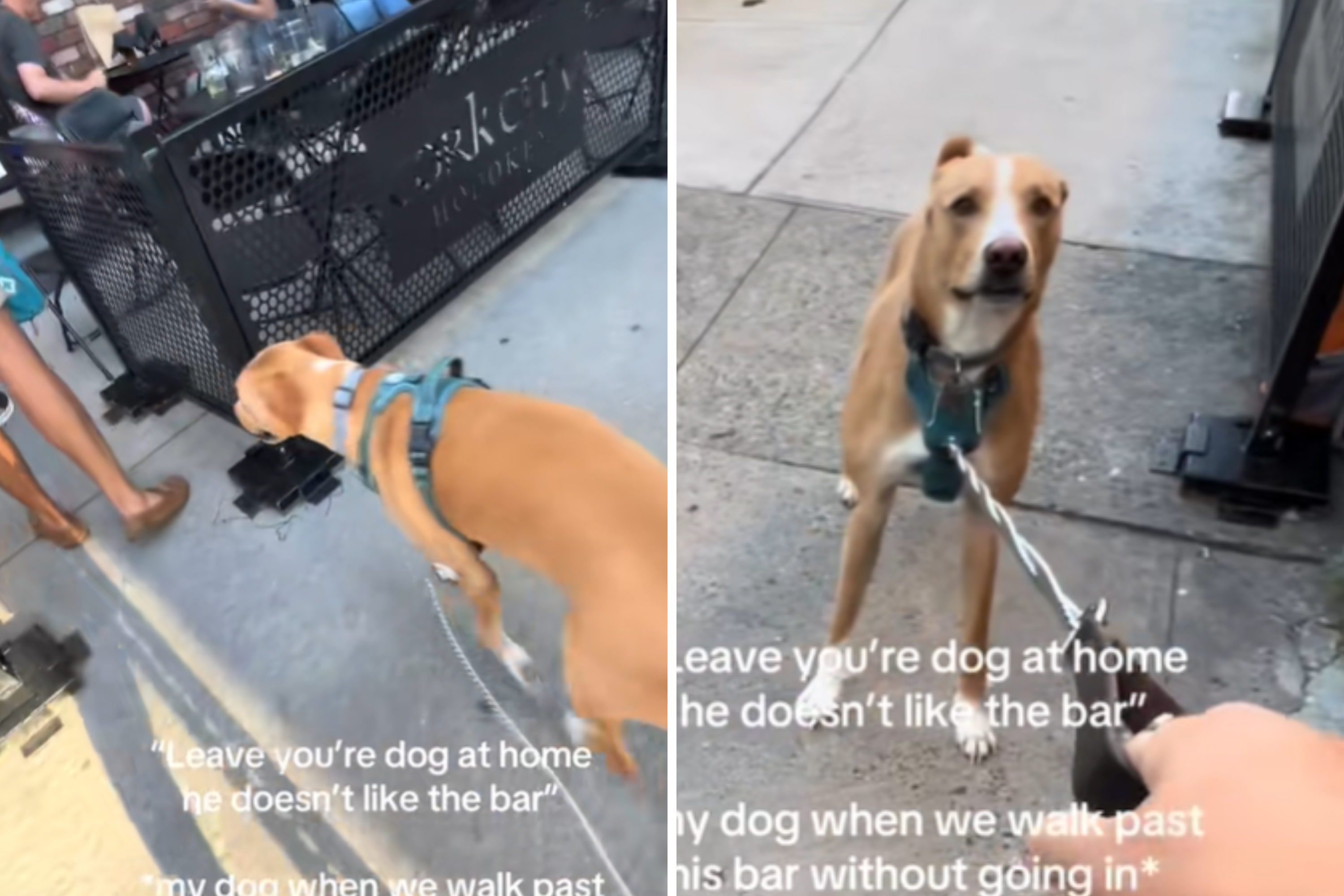 Hysterics As Dog Acts Like a ‘Drunk Girl at 2am’ When Near a Bar