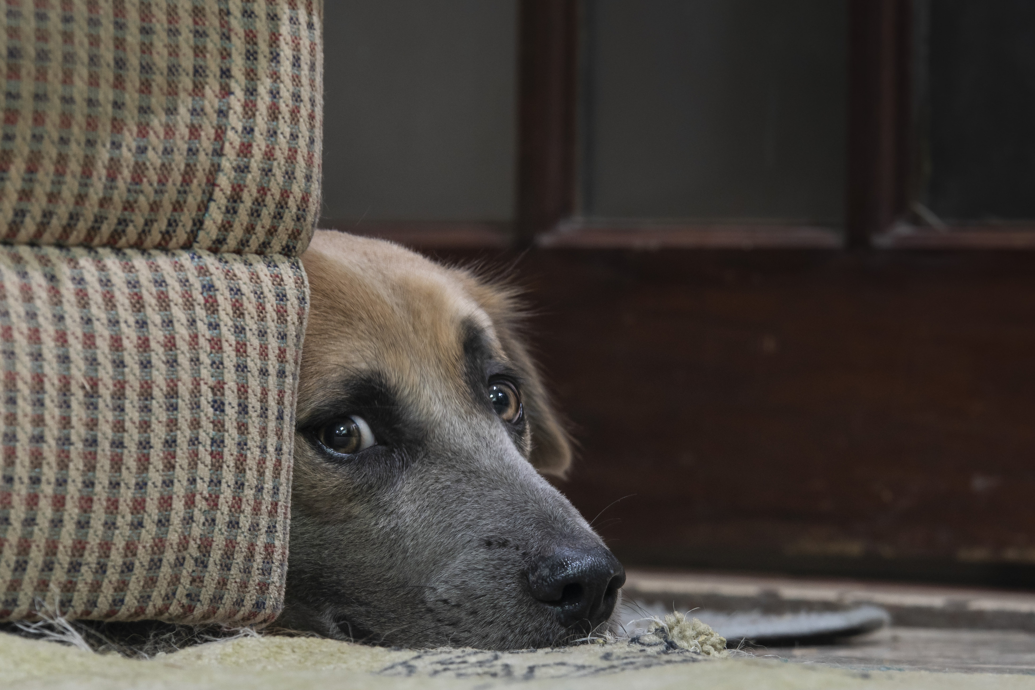 Hearts Break as Nervous Rescue Dog Hides at New Home