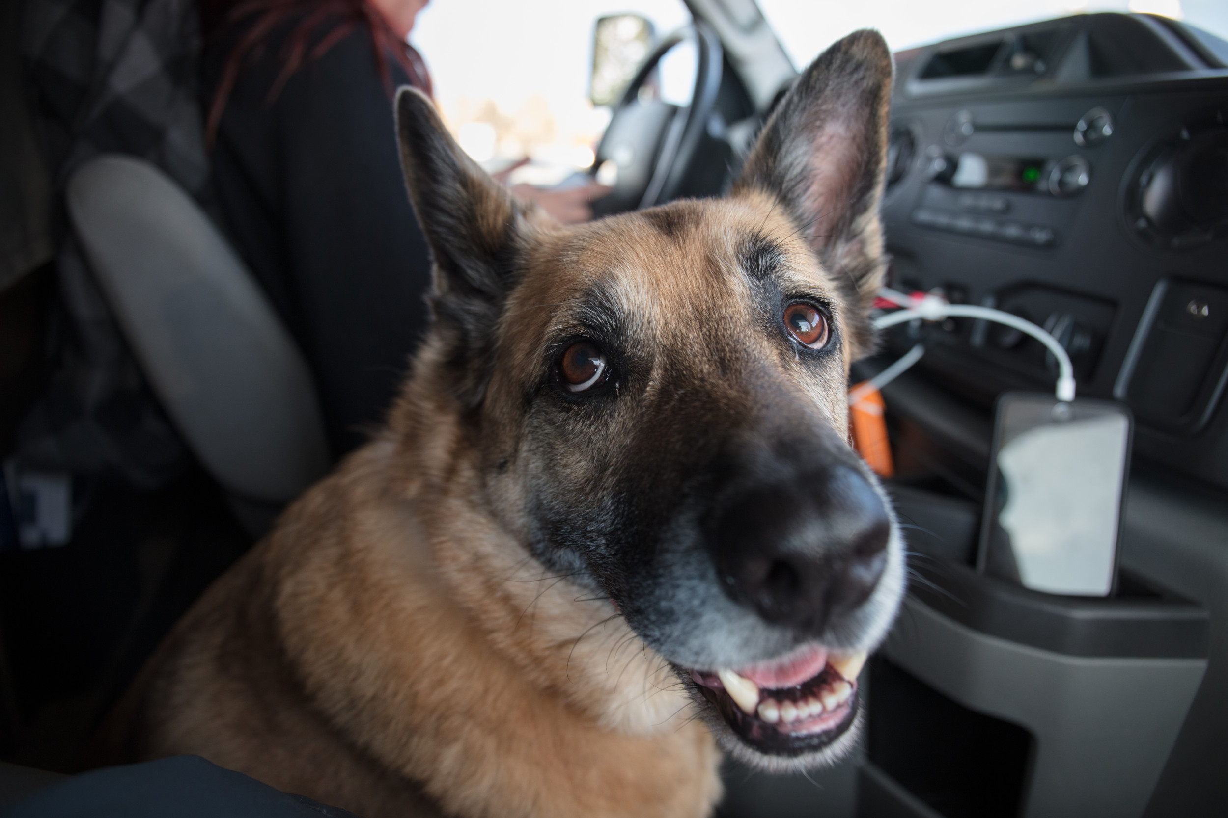 Woman Gets Dog Instead of Baby To Avoid Tantrums—Doesn’t Go As Planned