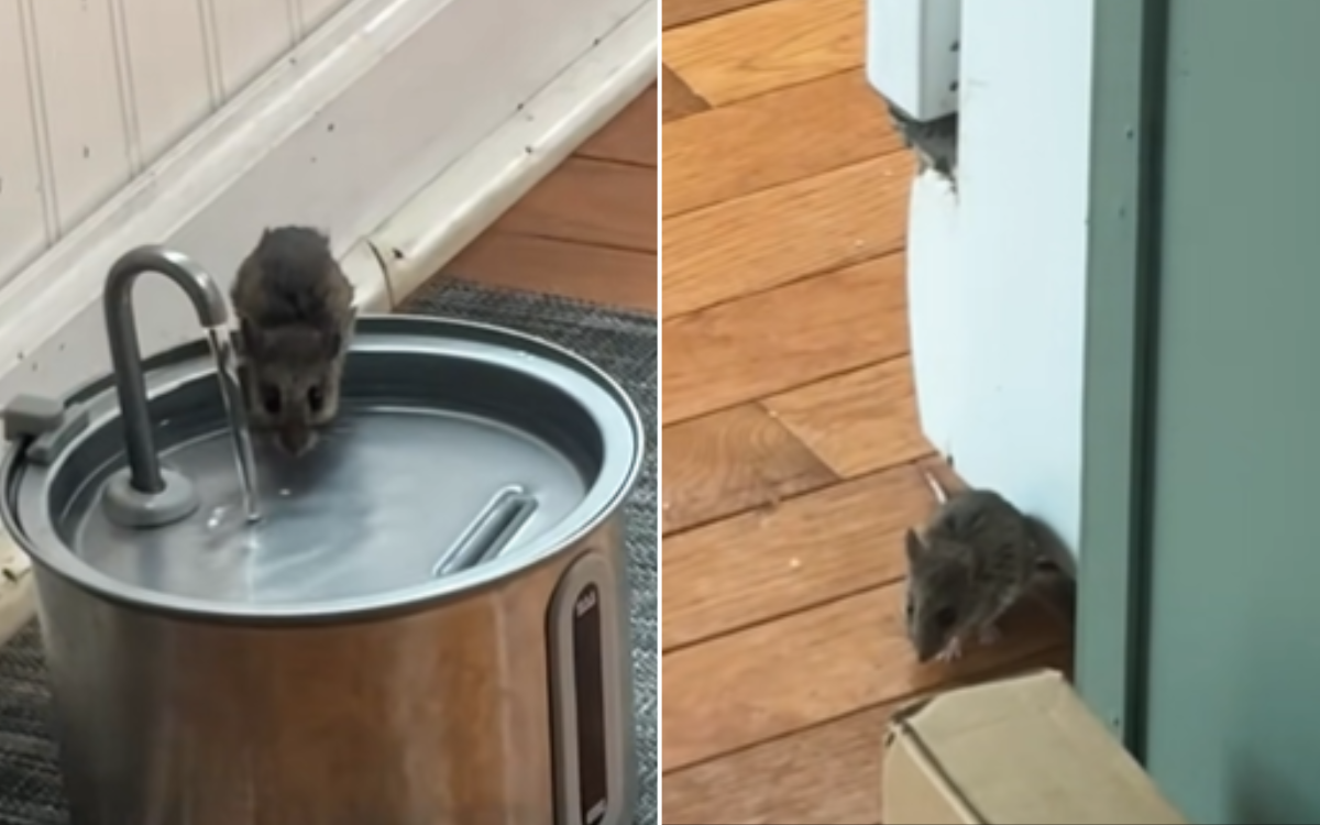 Laughter As Woman Realizes Mouse She’s Trying To Catch Thinks It’s a ‘Pet’