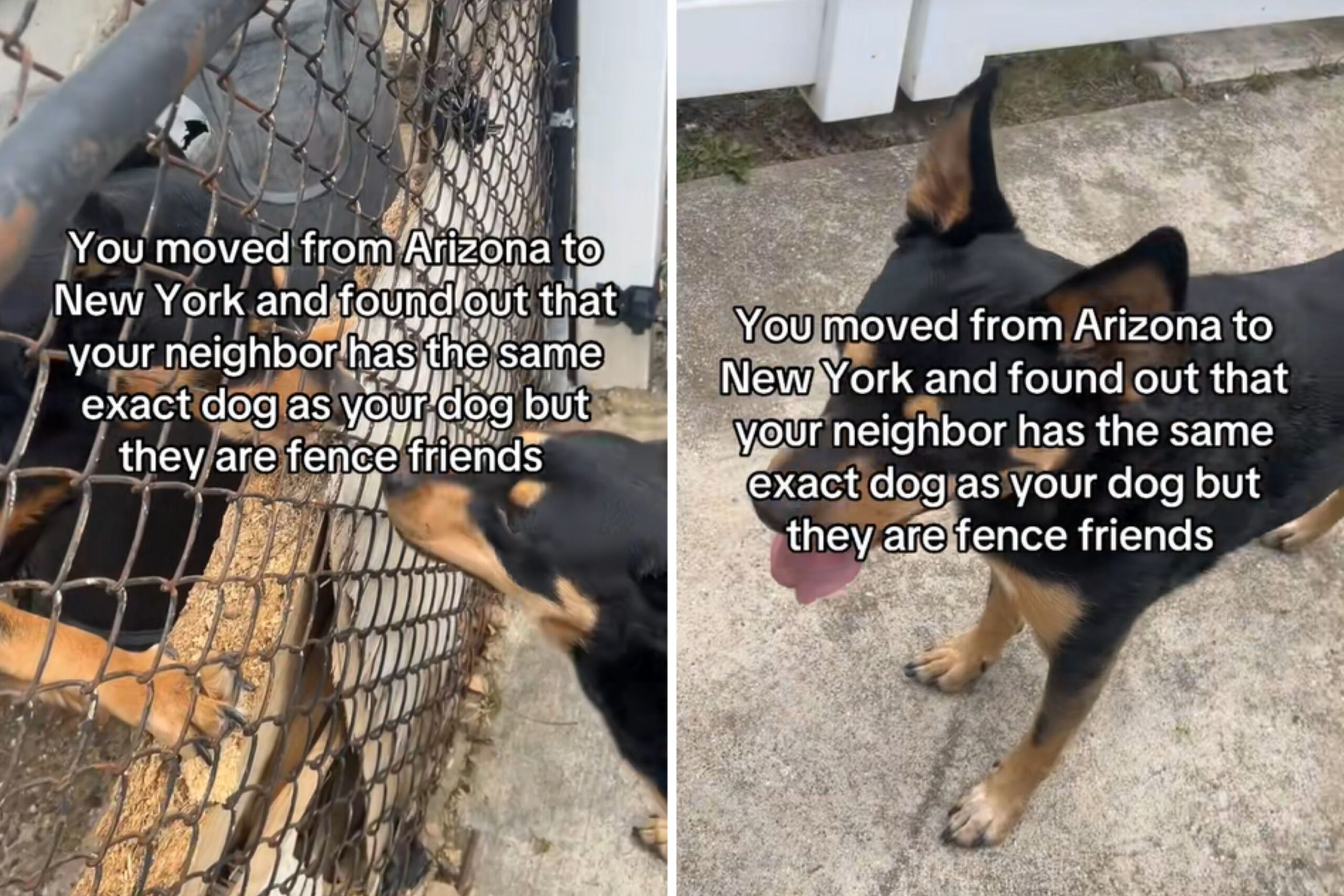 Arizona Man Moves to New York, Not Prepared for What’s in Neighbor’s Yard
