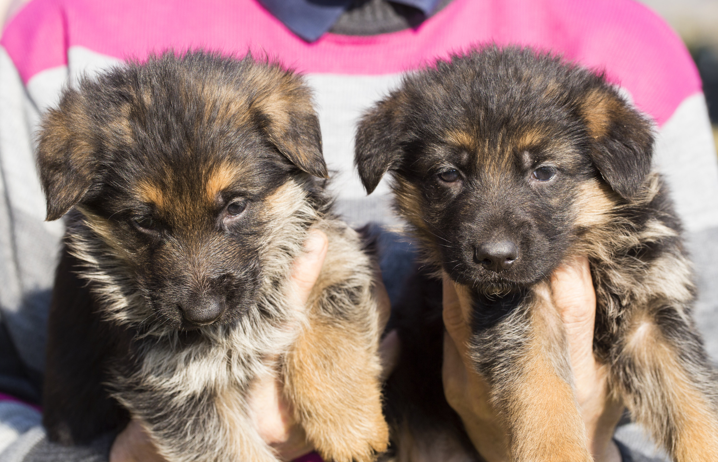 Woman Sends Husband To Look at Puppies—Shock at What He Comes Home With