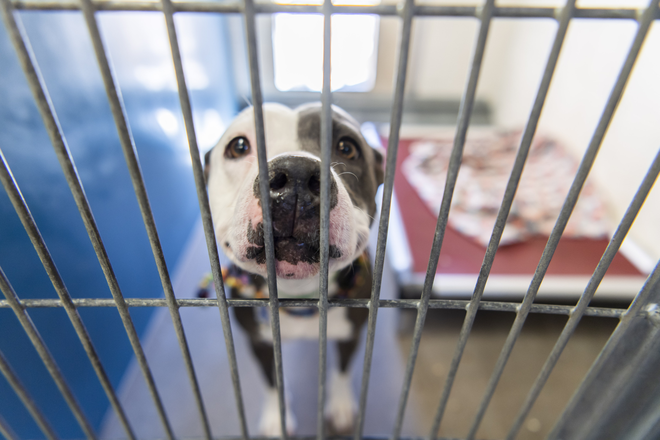 Man Travels 400 Miles To Give Shelter Dog a Forever Home