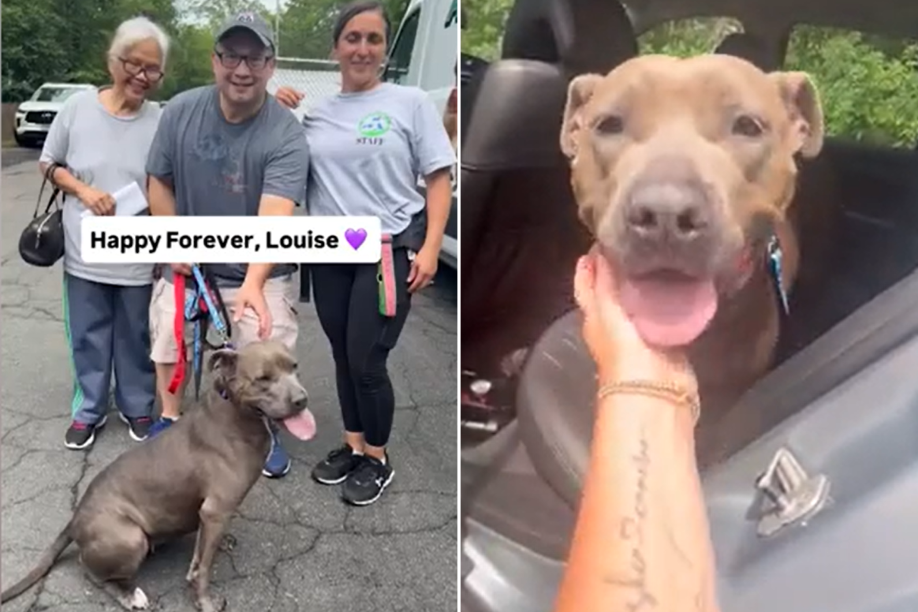 Shelter Dog Adopted After 640 Days—Takes ‘One Last Look Back’ Before Leaving