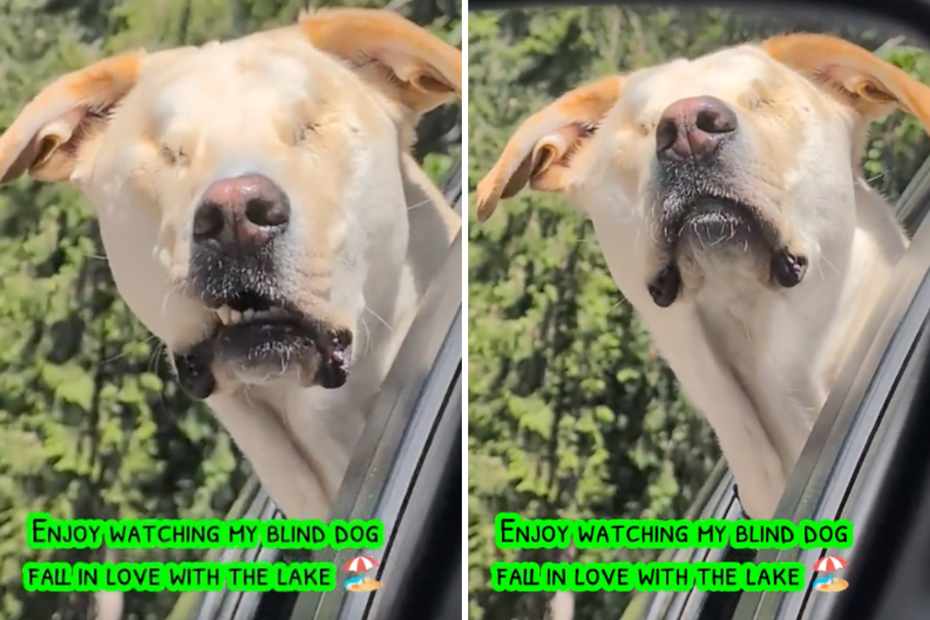 Blind Dog Discovers a Lake on First Camping Trip—His Reaction Says It All