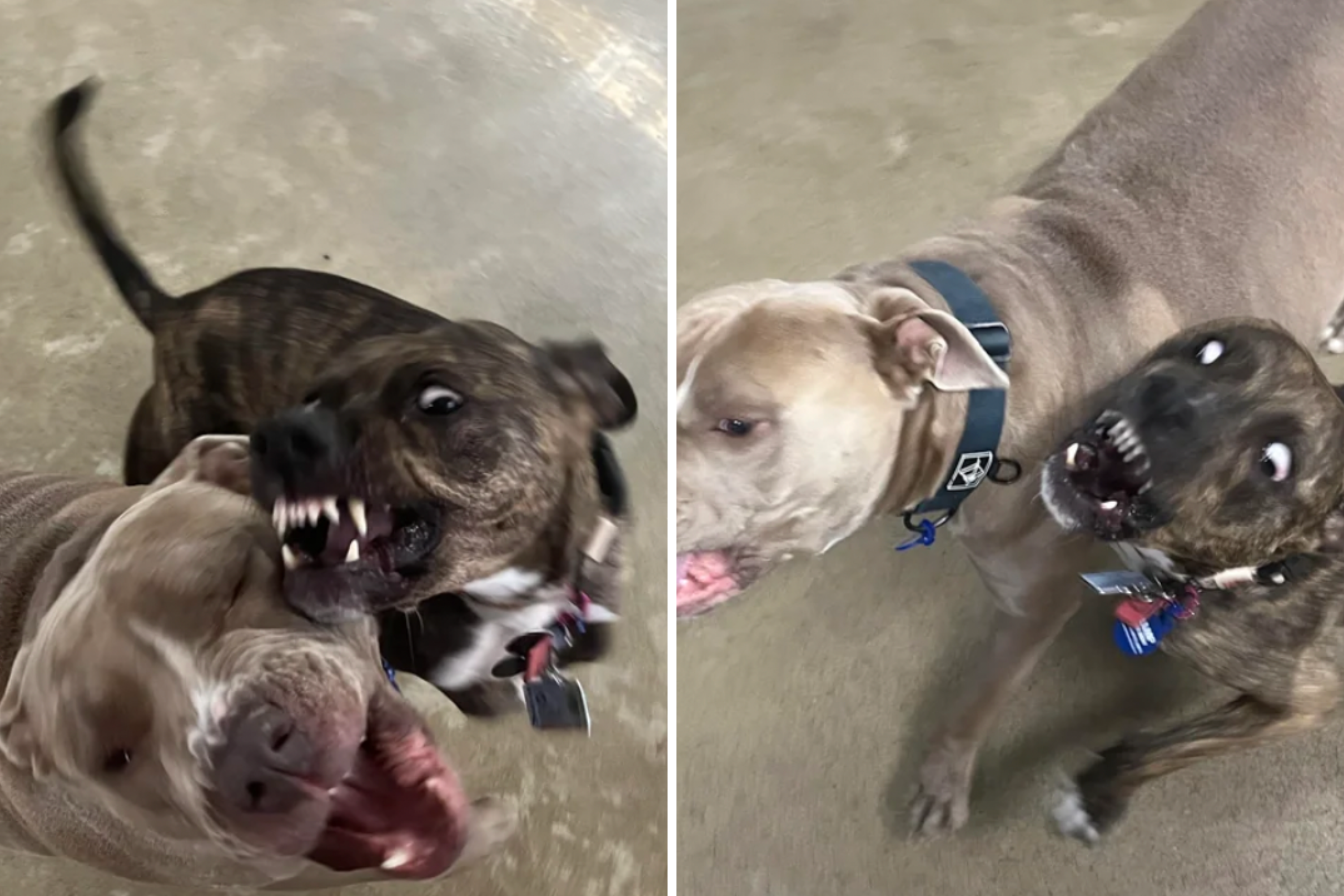 Owner Sends Dog to Daycare With the Neighbor’s—Unprepared for Pic They Send